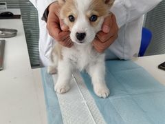 -美美宠物诊疗中心·异宠·骨科(滨江东信分院)