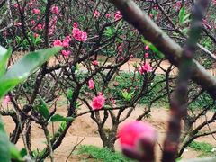 -南国桃园旅游度假区