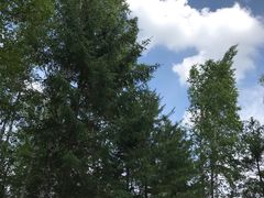 -峡谷浮石林景区