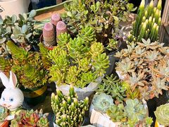 -双季花艺园艺市场(浦东店)