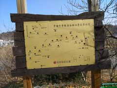 -千年银杏谷文化旅游区