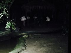 -清迈夜间动物园