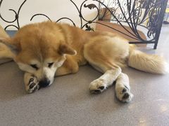 -喜柴咖啡·柴犬狗咖