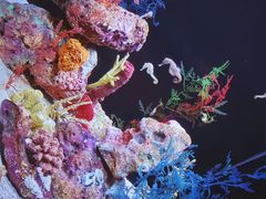 -上海海洋水族馆