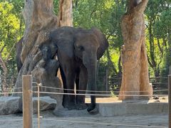 -上海野生动物园老虎餐厅