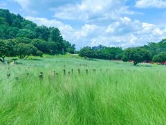 -红花山公园