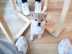 -柴犬小屋·柴餐厅·狗咖食堂(金鼎广场店)