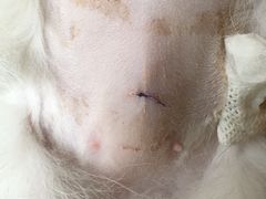 -纳吉亚猫专科动物诊疗中心(蒋宅口分院)