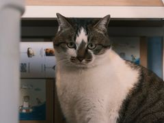 -琥珀川咖啡馆·Amber cafe(百祥路店)