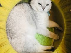 -猫小院猫主题咖啡厅(北锣店)