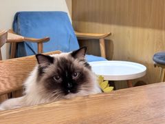 -滚猫咖啡·猫咖·猫友好撸猫(未来城店)