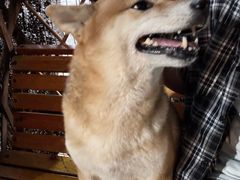 -柴犬高等学院·狗咖·柴犬售卖·宠物训练