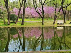 -上海共青森林公园