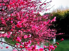 -白塘生态植物园
