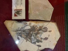 -辽宁古生物博物馆