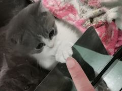 -藦茜花园宠物主题亲子互动体验馆(国顺东路店)
