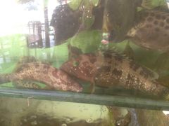 -浪琴湾尾角仔海鲜坊