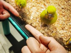 -怪兽屋·羊驼·猫咖·狗咖(俊华广场店)