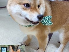 -逗柴咖啡屋·狗咖猫咖宠物桌游