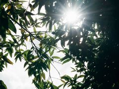 -荔枝公园(福田区)