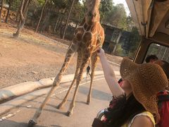 -清迈夜间动物园