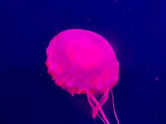 -西安曲江海洋极地公园