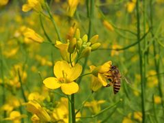 -光明小镇欢乐田园