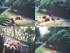 景点-成都大熊猫繁育研究基地