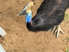 -西霞口神雕山野生动物世界