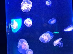 -福州罗源湾海洋世界旅游区