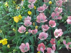 -洛阳郁金香牡丹园