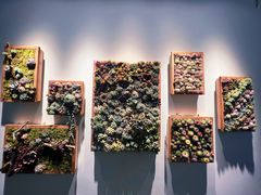 -深圳仙湖植物园