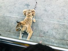 -西安秦岭野生动物园