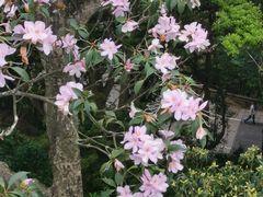 -梧桐山风景名胜区