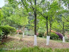 -铁山坪森林公园