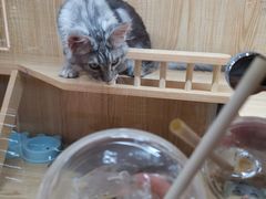 -Seesaw Coffee(西岸凤巢店)