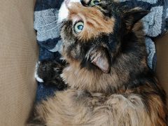 -纳吉亚猫专科动物诊疗中心(蒋宅口分院)