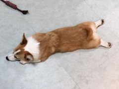 -汪说·狗咖(旺城大厦店)