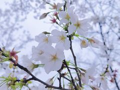 -顾村公园