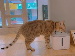 -啵啵喵·猫咖(攀华国际店)