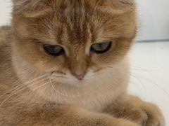 -1013 PET SHOP精品宠物商店(丁香店)