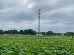 -嘉北郊野公园