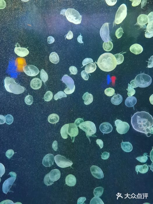 太平洋海底世界图片