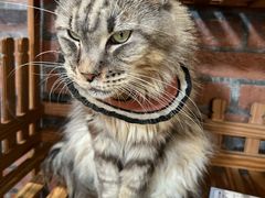 -豆逗聊愈猫阁Easy Life