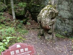 -汤旺河林海奇石景区
