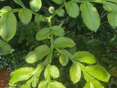 -广州神农草堂中医药博物馆