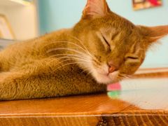 -猫小院猫主题餐厅(三里屯店)