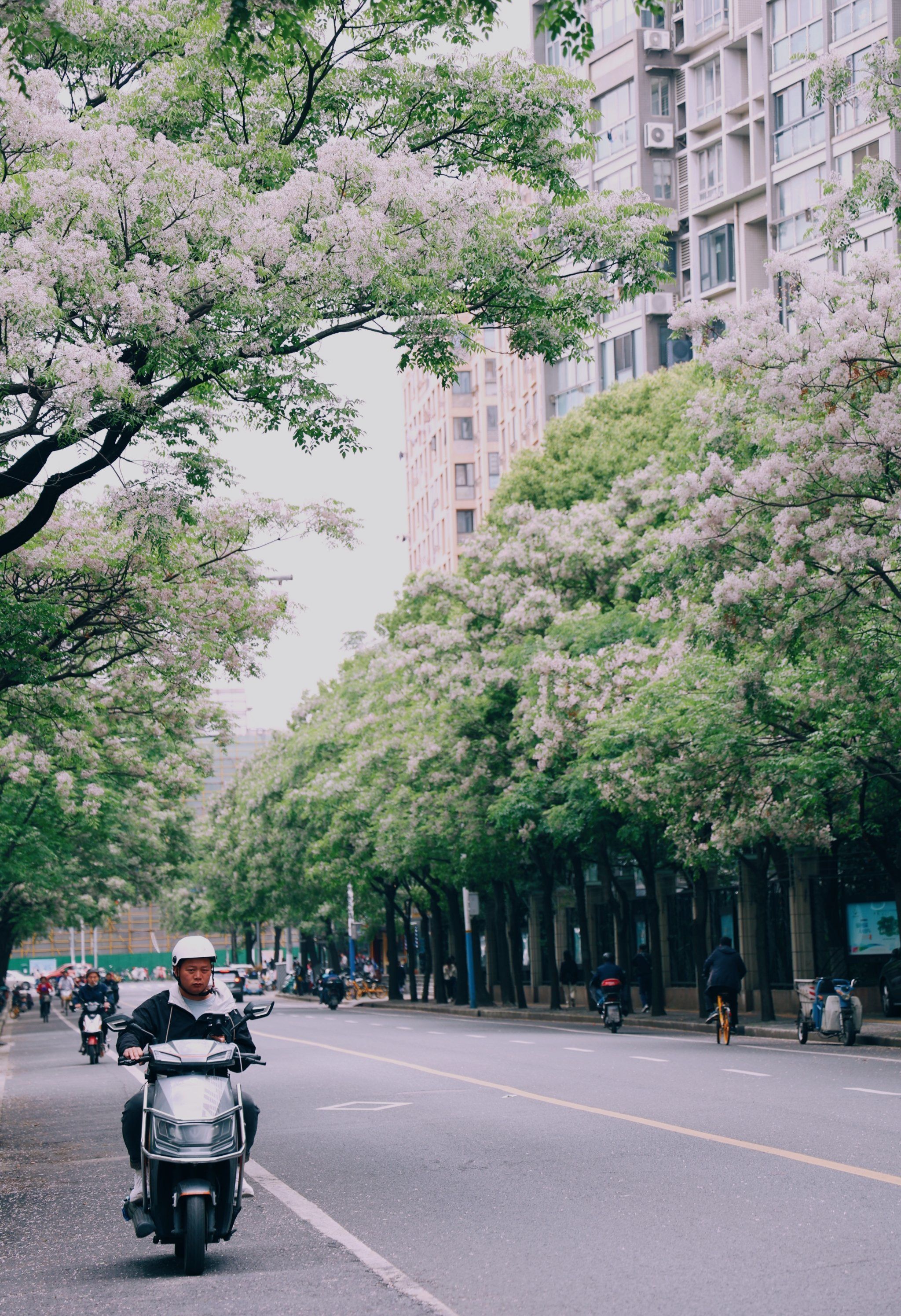 一路繁花之苦楝花