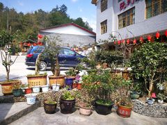 -阮氏酸汤鱼