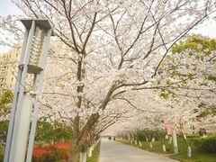 -高东镇樱花园